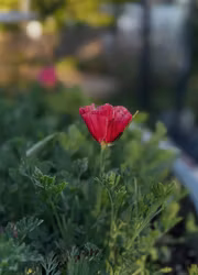 Sömntuta - Thai Silk Rose Chiffon