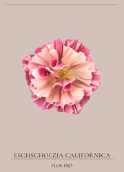 Sömntuta - Thai Silk Appleblossom Chiffon