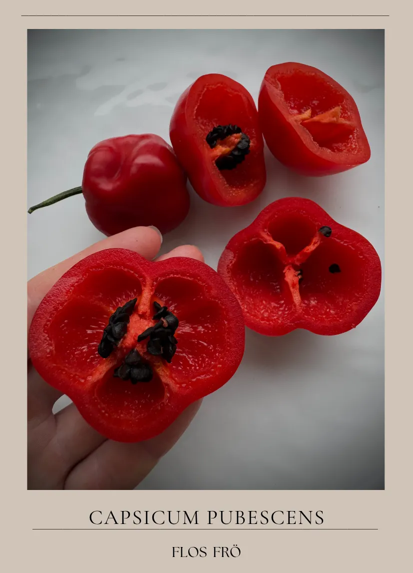 Chili - Rocoto Arequipa Giant - Flos Frö AB