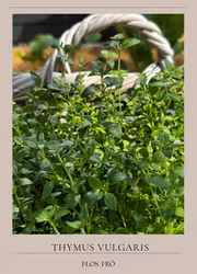 Timjan - German Winter EKO