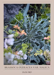 Bladbroccoli - Fiolaro EKO