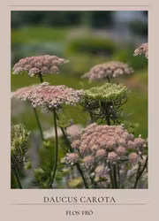 Blomstermorot - Purple Kisses