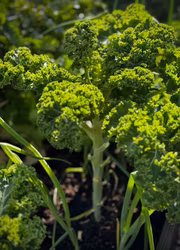 Grönkål - Westland Winter EKO