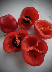 Chili - Rocoto Arequipa Giant