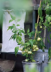 Chili - Cream Fantasy