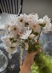 Rosenskära - Double Click Bicolour Pink