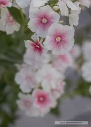 Phlox - Blushing Bride