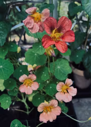 Slingerkrasse - Purple Emperor