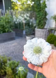 Höstvädd - Fama White