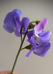 Luktärt - Winter Sunshine Midblue