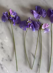 Luktärt - Winter Sunshine Midblue