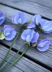 Luktärt - Winter Sunshine Light Blue