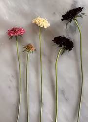 Praktvädd - Snowmaiden