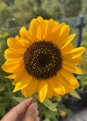 Solros - F1 "Pro Cut Orange"