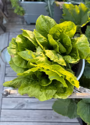 Rosensallat Radicchio - Rosa Verosa