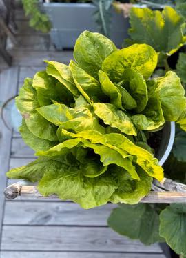 Rosensallat Radicchio - Rosa Verosa