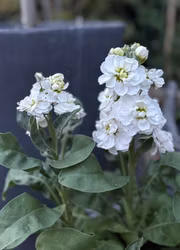 Lövkoja - Anytime White