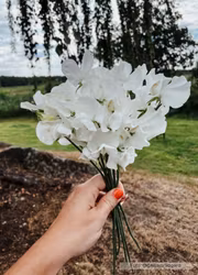 Luktärt - Winter Sunshine White