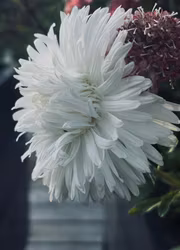 Aster - King Size White