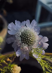 Höstvädd - Perfection Blue EKO