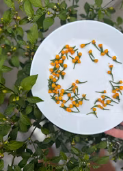 Chili - Aji Charapita