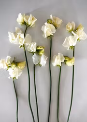 Luktärt - Winter Sunshine Cream