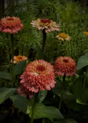 Zinnia - Zinderella Peach