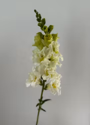 Lejongap - Madame Butterfly Ivory