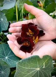 Dvärgkrasse - Black Velvet