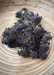 Sparrisbroccoli - Violet, EKO