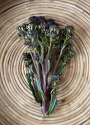 Sparrisbroccoli - Violet, EKO