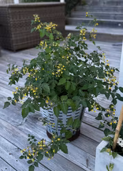 Ampeltomat - Hundreds and Thousands - 100/1000