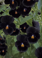 Minipensé - Back to Black