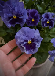 Pensé - Frizzle Sizzle Blue