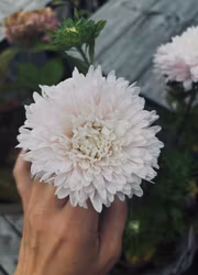Aster - King Size Appleblossom
