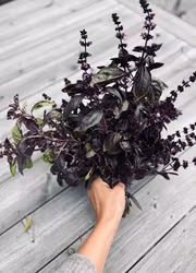 Basilika - Deep Purple EKO