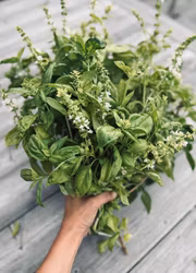 Basilika - Genovese Italiensk EKO