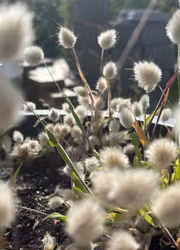 Harsvans - Bunny Tails