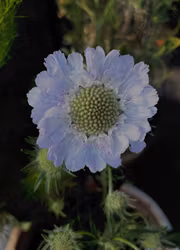 Höstvädd - Perfection Blue EKO