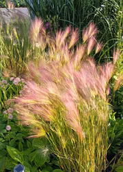 Ekorrkorn - Rosa Prydnasgräs