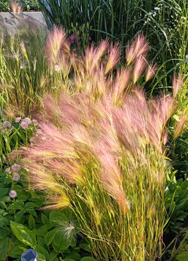 Ekorrkorn - Rosa Prydnasgräs