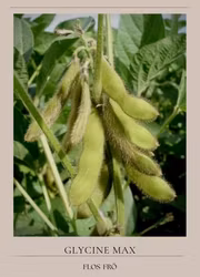 Sojaböna-Edamame EKO