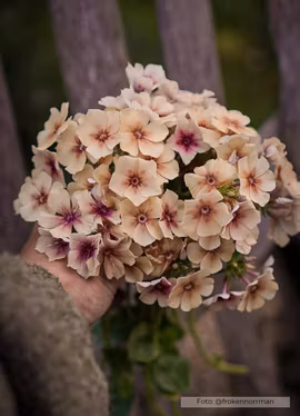 Phlox - Cherry Caramel