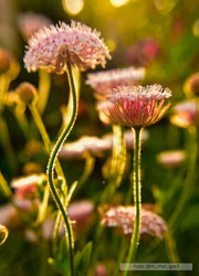 Spetsblomma - Lace Pink