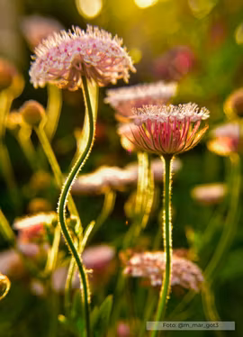 Spetsblomma - Lace Pink