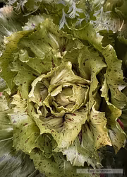 Rosensallat Radicchio - Variegato di Castelfranco EKO