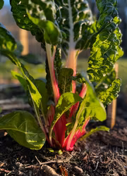 Mangold - Peppermint