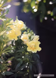 Lejongap - Twinny Yellow Shades