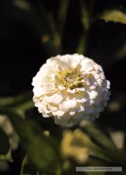 Zinnia - Oklahoma White