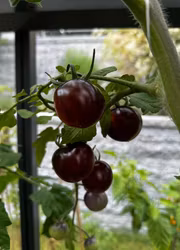 Körsbärstomat - OSU Blue EKO